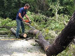 Freemansburg, PA  Tree Services Company