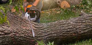 Best Tree Maintenance Programs  in Freemansburg, PA