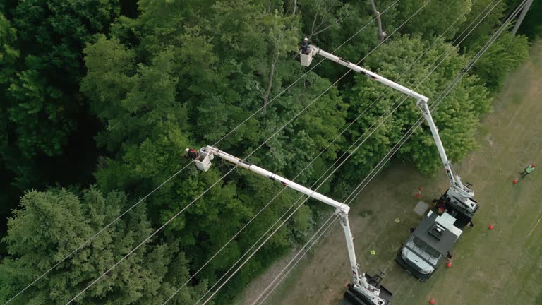 Best Hedge Trimming  in Freemansburg, PA